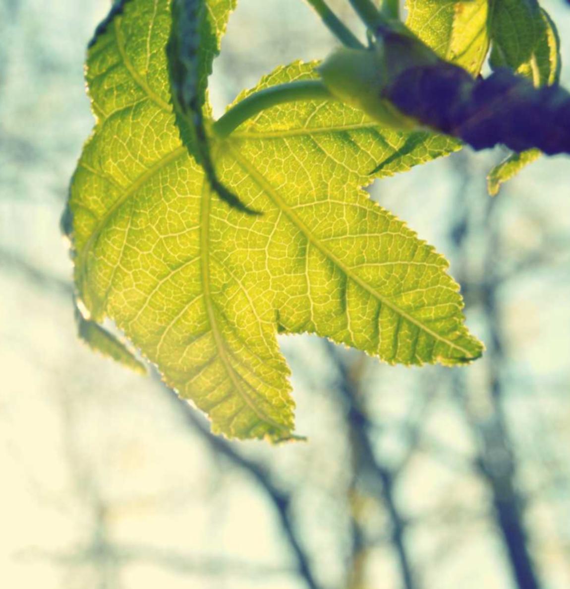 延禧攻略之凤凰于飞：出租王者账号云游戏注册