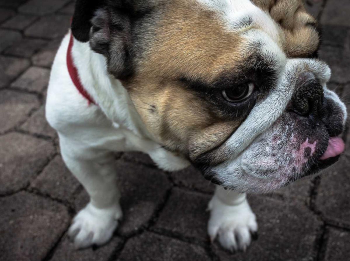 在线DDOS攻击平台|少女前线散爆账号注册官网